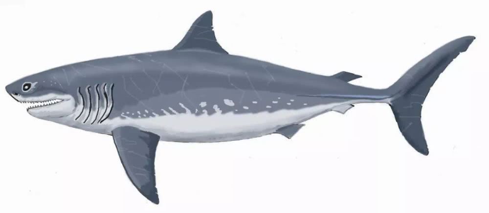 蚊子 鲨鱼进化之悲歌：被其他霸主欺负亿万年的感觉，你们人类不会懂的