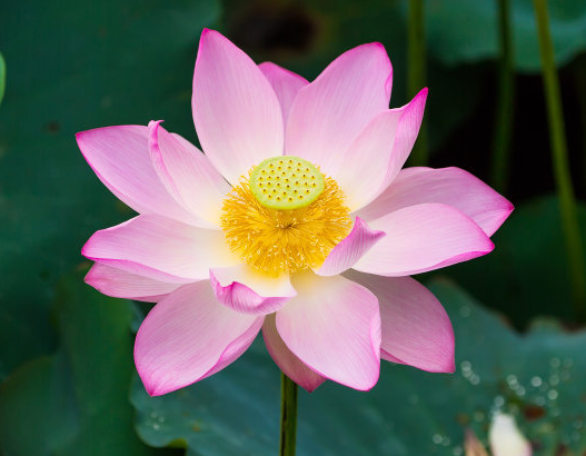 星临天下|进入9月上旬，4属相喜事临门，运势红红火火，事业有成