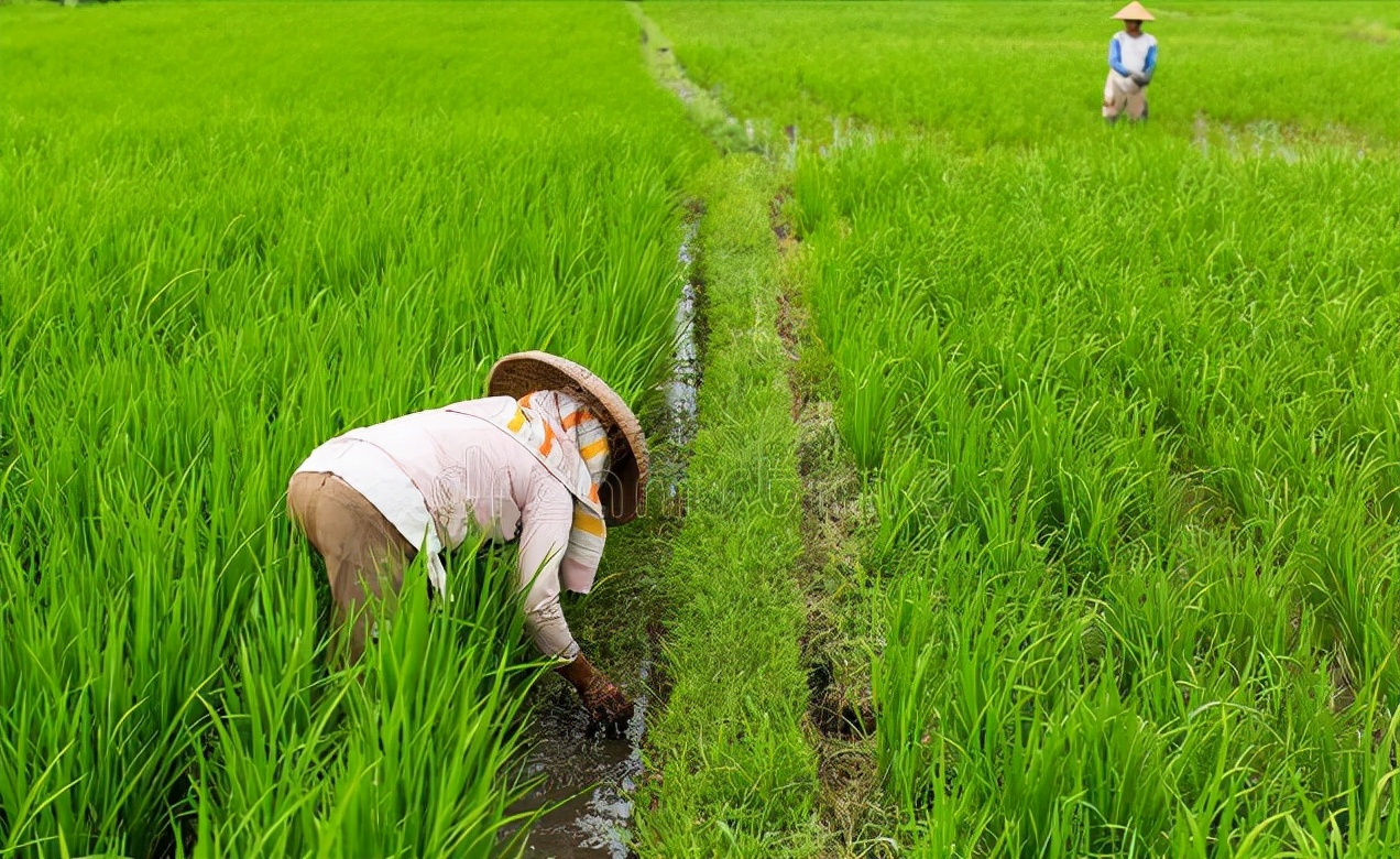 玫瑰花茶|46岁男子确诊胃癌,三月后离世,卫生组织呼吁:2种“粗粮”趁早撤下桌