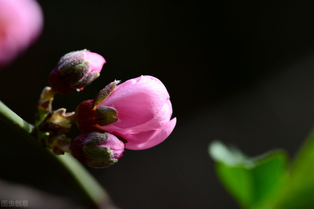 易理人生 十二生肖：牛年你的优势在哪里，精准发力，事业辉煌，收获理想