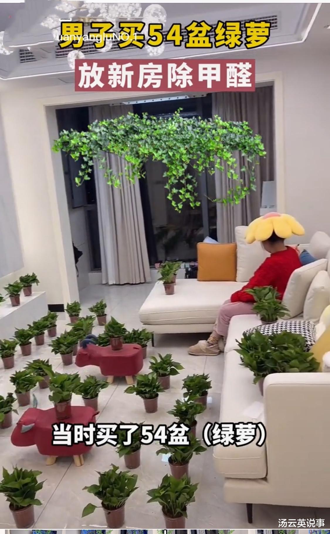 男子买54盆绿箩放新房里