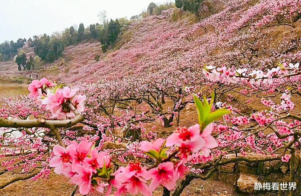 湖北 成都又一“春游地”火了，1700万株桃花绽放，日接待量上万人