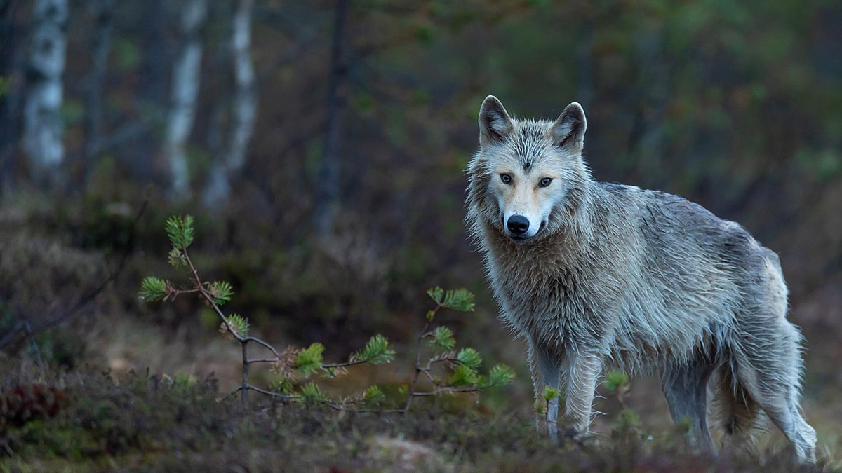 基因 狼群是老虎的天敌吗?从俄罗斯的情况来看,恰恰相反