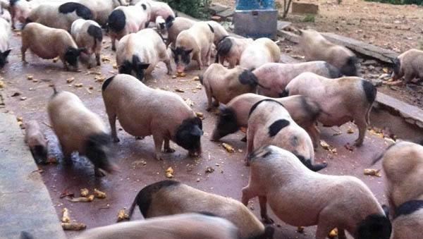 猪肉 生猪价“止跌”？专家给出新预测：很难回到每斤十元了