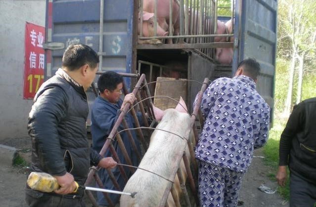 華北全紅，東北過半，豬價要殺一個“回馬槍”？隻怕是有氣無力-圖3
