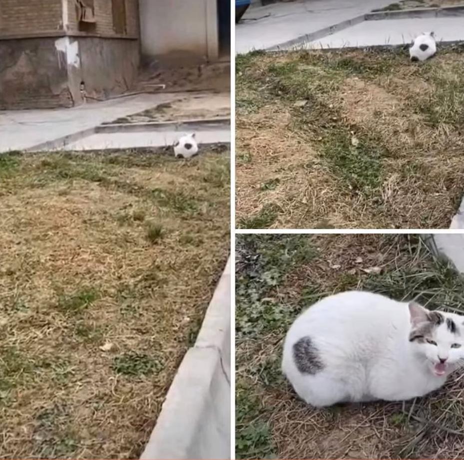 海之归墟|32张带有“误导性”的照片,你能一眼看明白吗?