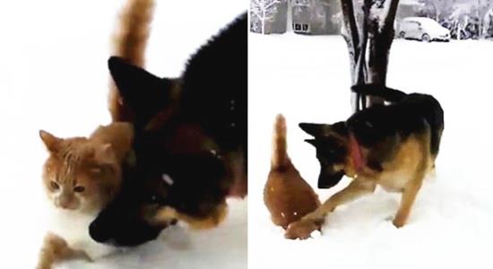 芷兰小时光|猫与狗虽然不是天敌,但成为朋友却很难,其实本质原因是这样的