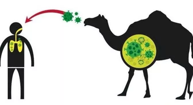 冠状病毒 深度！病毒演化史：把人类搞死，自己也死了，病毒的目的是啥？