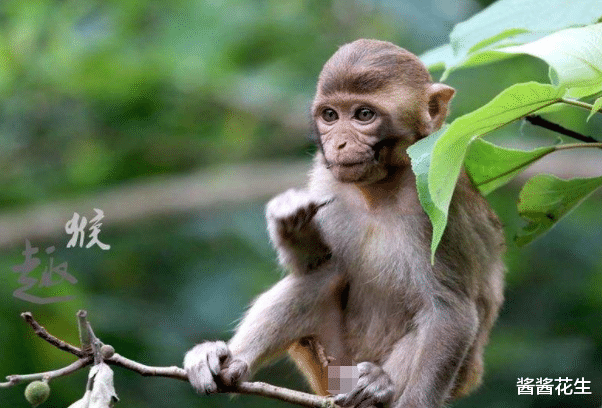 酱酱花生|惹不起的生肖猴、生肖猪、生肖鸡，2021年富贵盈门，事业蒸蒸日上