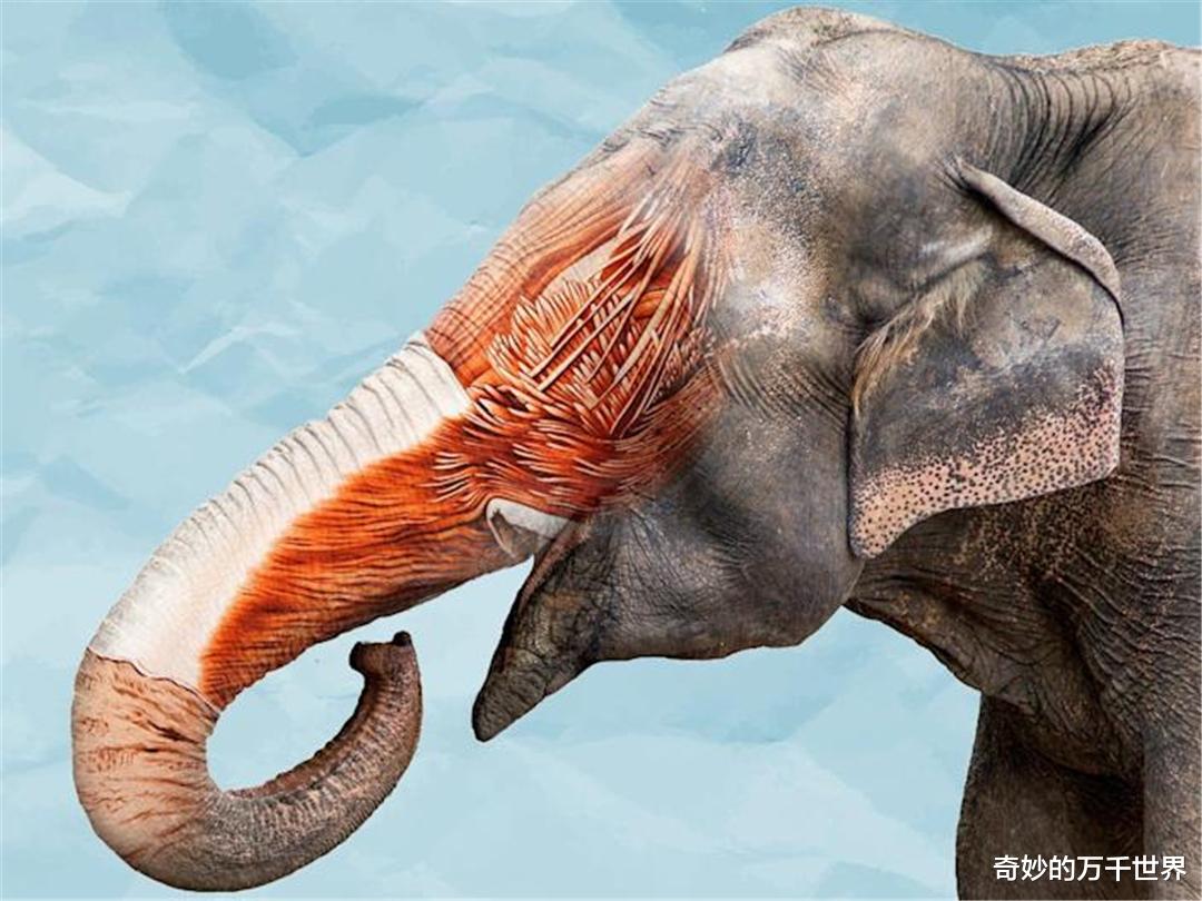 大象鼻子就是生物学上的一个奇迹,还有什么是它做不到的?