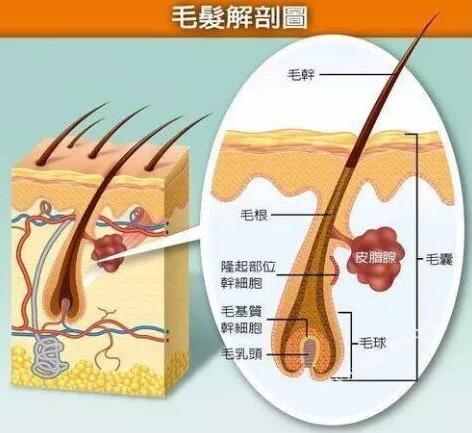 菠菜 为什么有些人是直发，而有些人是卷发呢？