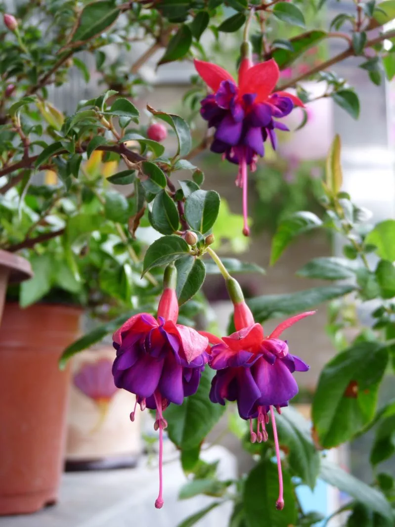 阳台花园，美！美！美！