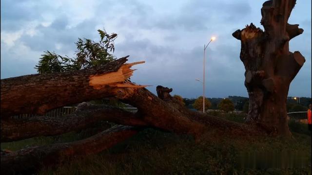 生活报 揪心！南宁一颗405岁扁桃古树进了“ICU”，修路曾为它让路改道