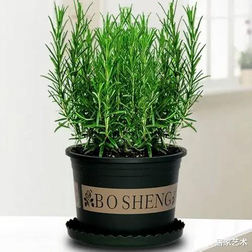 居家艺术|夏天怕得“空调病”，家中养这些“清凉植物”，让你度过一个凉爽惬意的夏天！