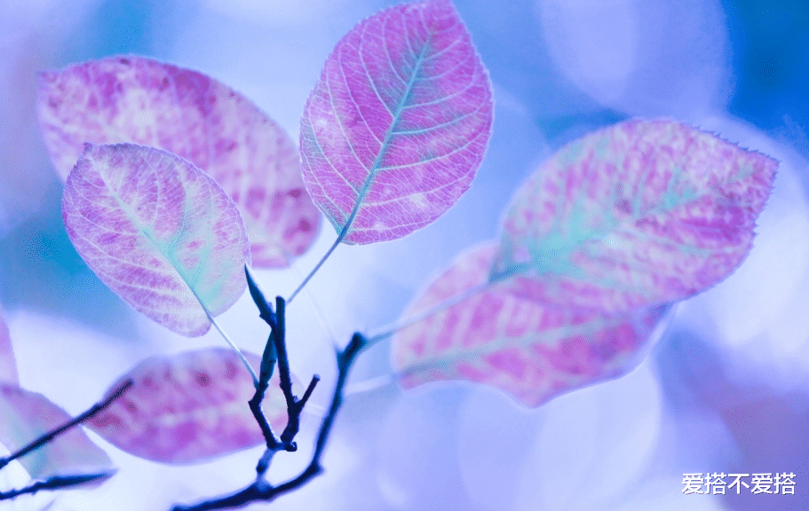 双子座|星座性格分析，不喜欢被束缚，选择晚婚