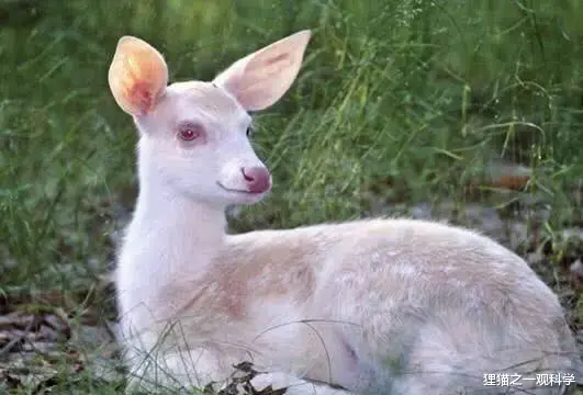 虎鲸 动物也会歧视肤色吗？日本发现白色虎鲸，浑身都是同类咬的伤口