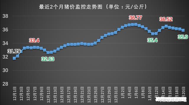 生猪价格 鸡蛋“全面灭火”！猪价跌破18！玉米又降了！会出现大跌吗？