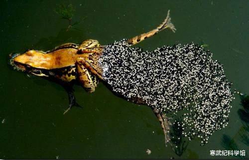 基因 进化的选择：卵生还是胎生？