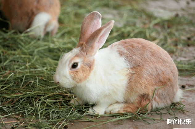 生肖|农历几月出生的属兔人，下半年贵人多多，喜事连连，春光幻彩，诸事亨通
