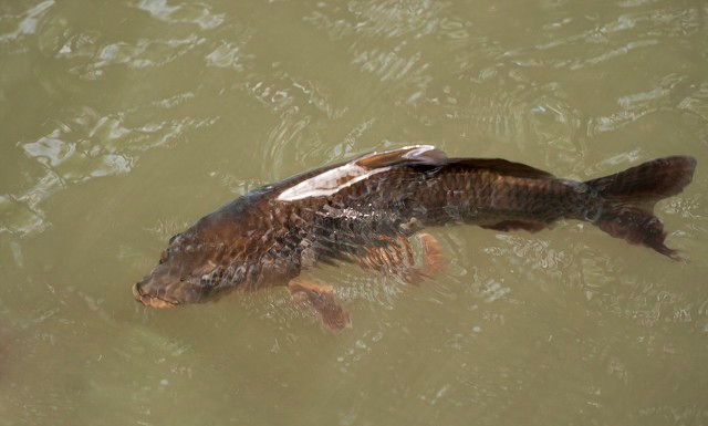 |鱼价上涨，3斤多的鲤鱼钓上来卖了50，钓友：这回钓鱼能养家了