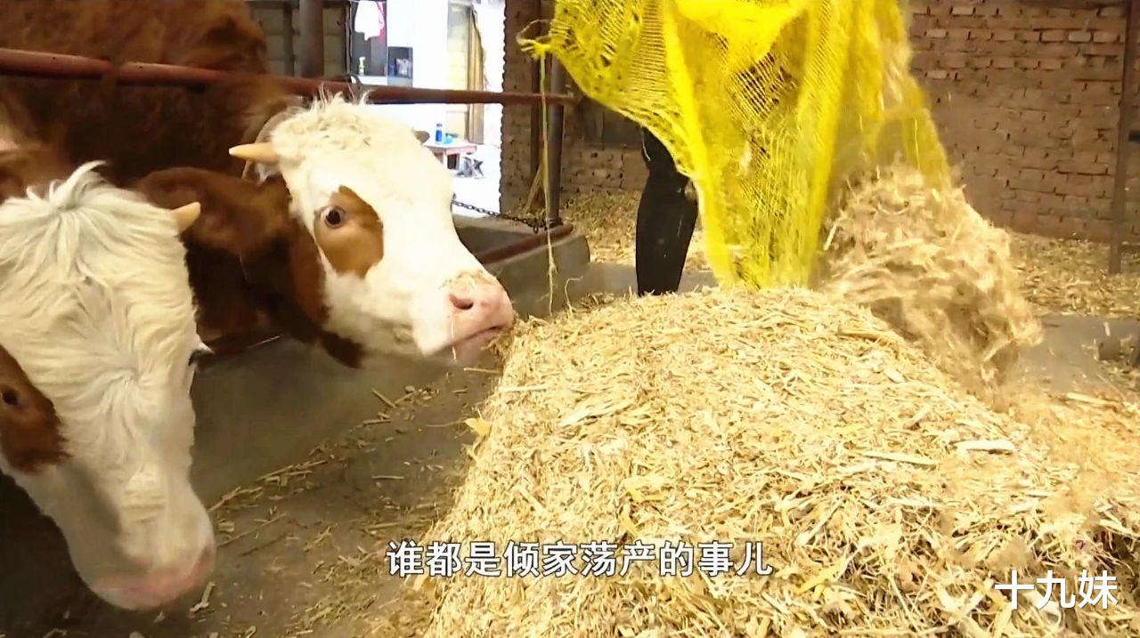 十九妹 牛草料里全是石块，厂家竟给出这样的解决方案，养殖户委屈大哭