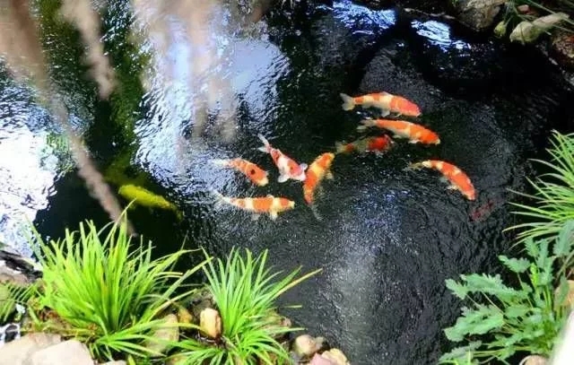 假山|假山流水小桥人家，私家庭院假山怎么造？