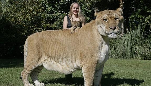 运势|不同年份出生的属虎人，性格与运势大不一样，你家有属虎人吗？