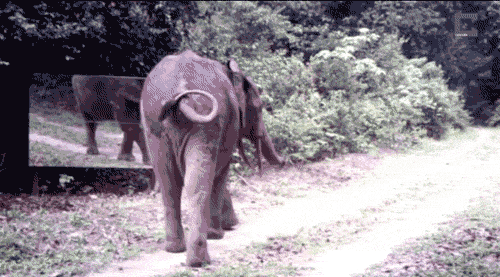 基因 人类基本没有3岁前的记忆，这是真的吗？其中的原因是什么？