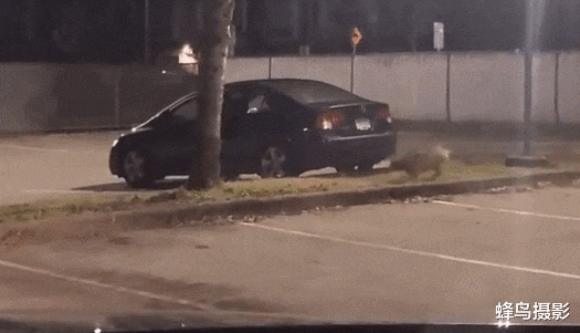  30张活久未见的照片，鲤鱼跃出水面吃树上的水果，这是要进化啊