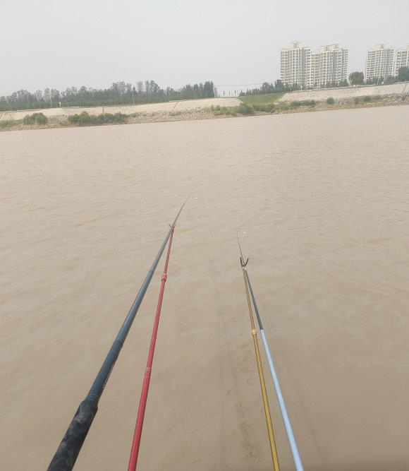 鲤鱼|河南钓友钓起“怪鲤鱼”，有人称很美味，钓友：吃完感觉味道一般