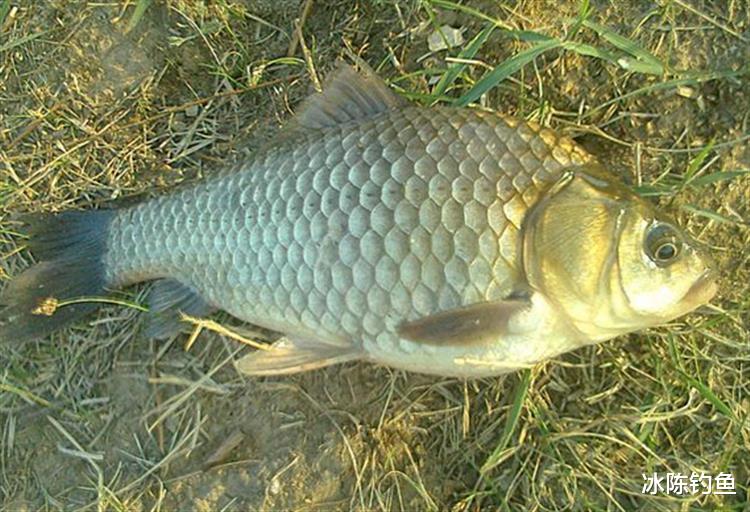 教会|窝子里究竟有没有鱼，如何能知道？这3个方法教会你判断