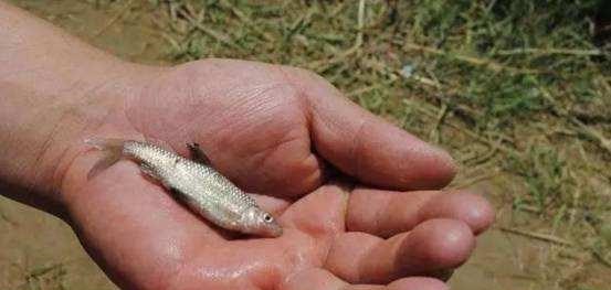 |夏季钓鱼，为啥大鲫鱼很少？大板鲫去哪了？