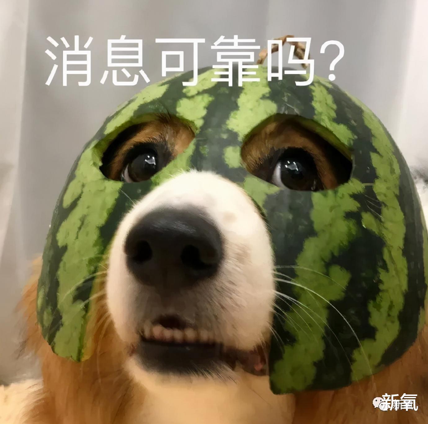 文峰 还有人没看过浩哥马屁文学吗？