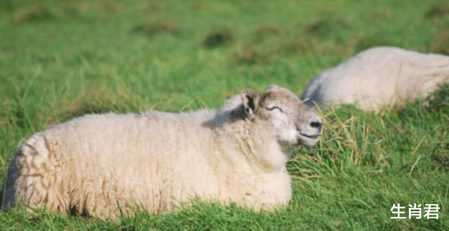 运势|贵人指点领导赏识,属羊人抽到运势上上签,事业红火兴旺