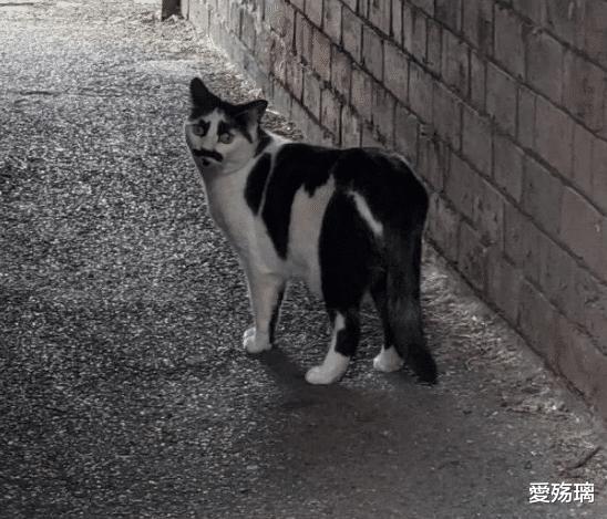 明星|假如让你娶一位离过婚的女明星，你会选择哪一位呢？