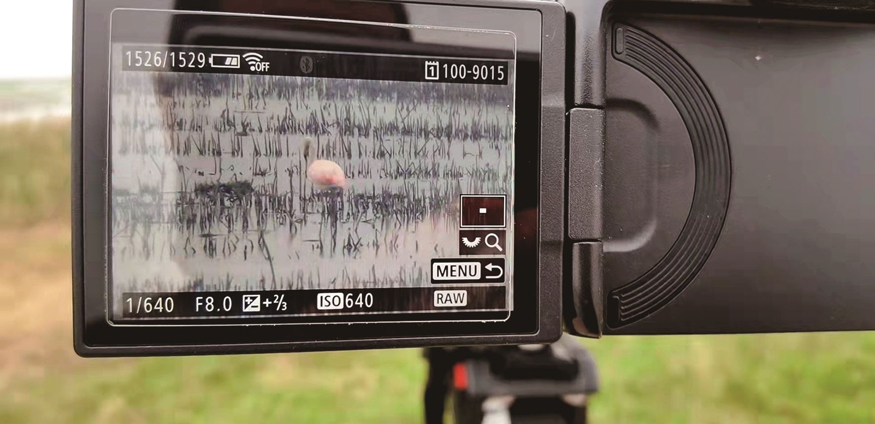 天河区|自然生态修复显成果 沉湖成鸟类“稀客”网红打卡地