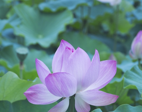 星临天下 11月份，鸿运当头，4属相财多福旺喜事多，事业步步高升