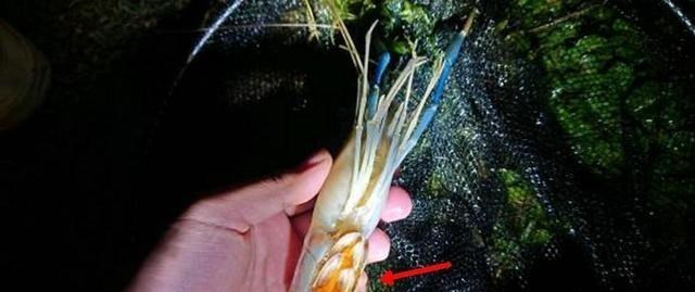 珠江|大虾入侵珠江，有人钓起一只发现满腹虾卵，这是要开始繁殖？