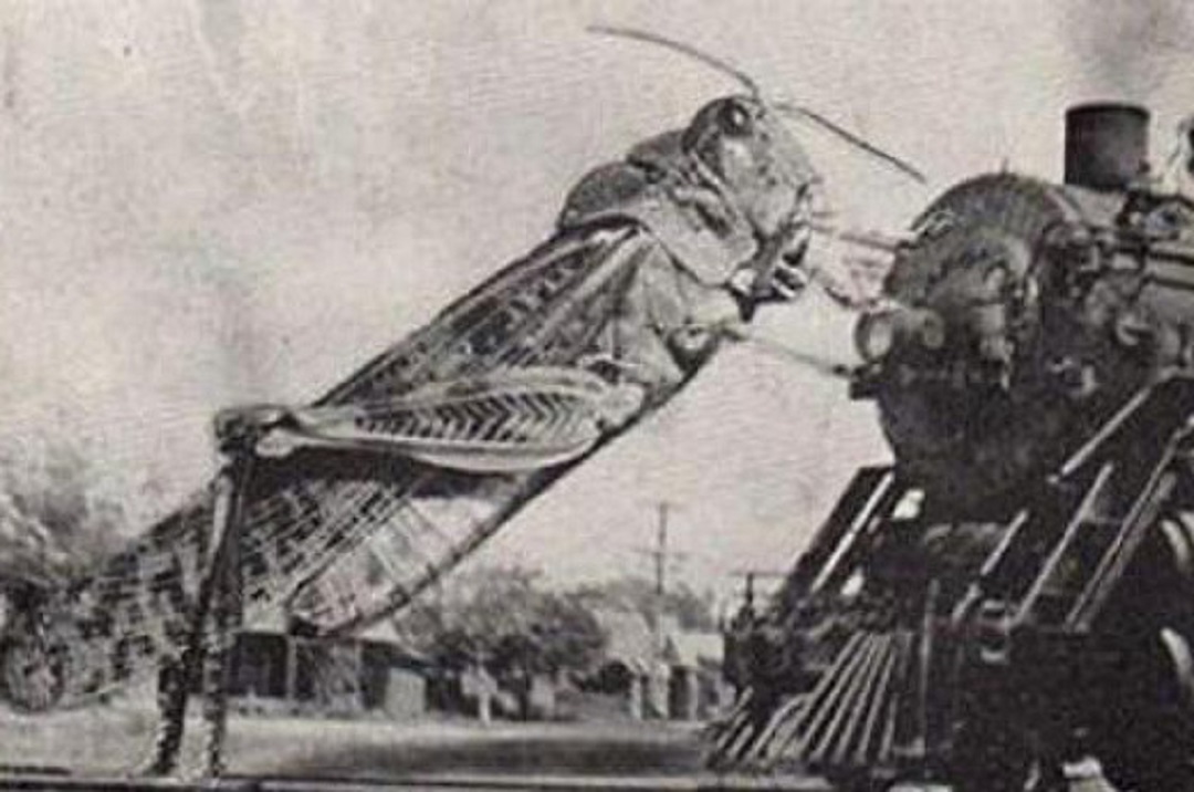 真與假：1930年巨型蝗蟲肆虐美國，一隻重20斤，民眾有合影為證-圖4