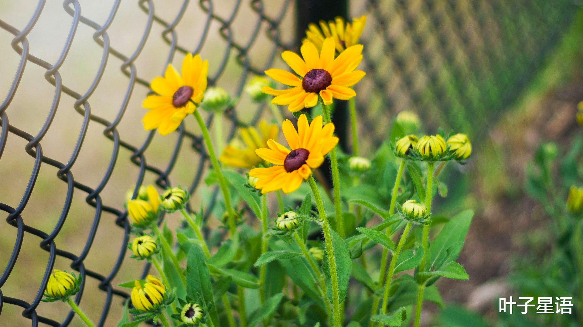 大旺|5天之后，贵人降临，这三个星座抓住机会，事业步入正轨