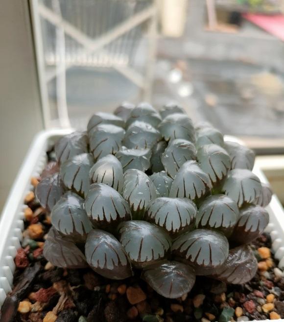 向阳园艺|玉露怎么养?先配土,后环境,定期喷水保湿,玉露喜潮湿!