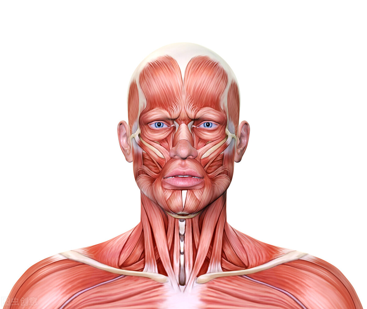 脑梗|除皱术如何避免损伤面部神经？