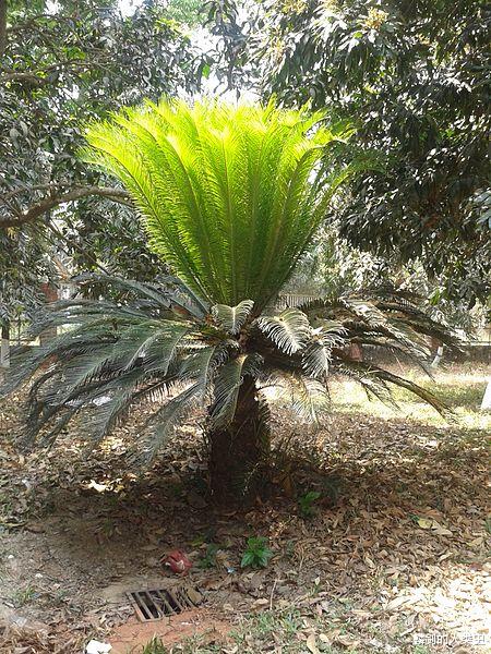 【地球生物全系列——植物篇】苏铁门—苏铁科