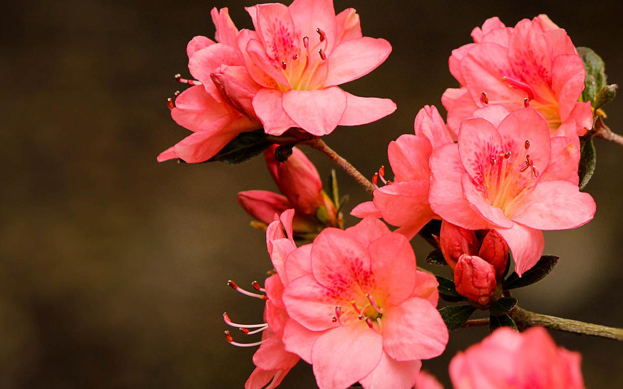 这4种植物,南方遍地都是,北方却怎么都养不活