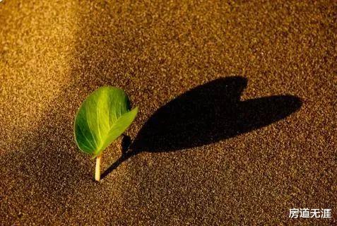 薇娅|李子柒跟薇娅出事有什么不同?