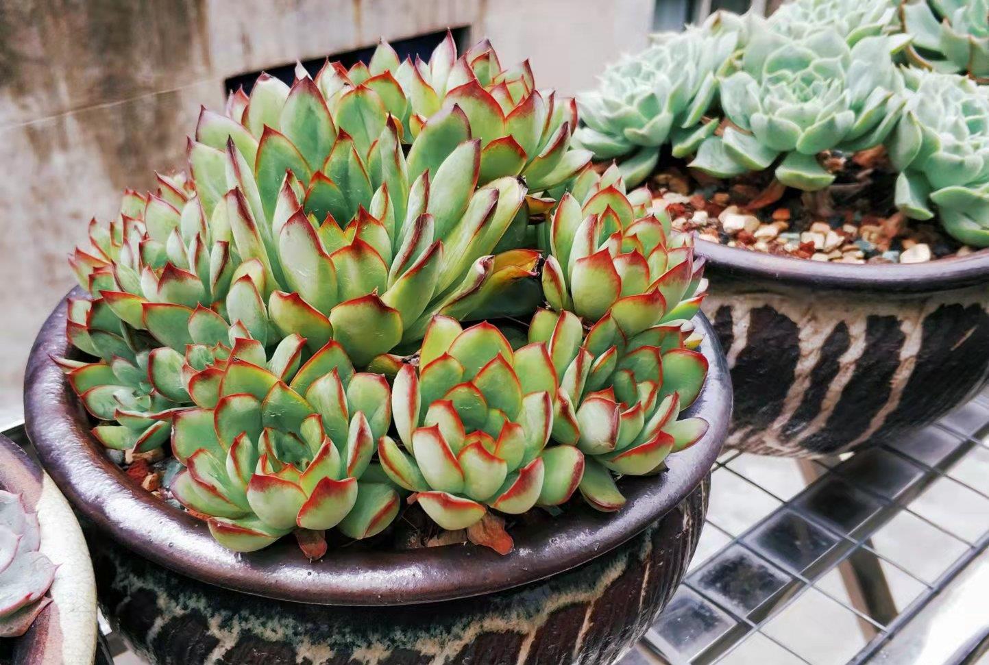 续约紫罗兰|昨晚6级地震，多肉一盆都没摔坏，可见拥有牢固的花架是多么重要