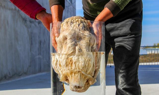 科学家|什么是太岁？不是植物不是动物的一坨“怪肉”，为何能价值百万？