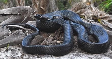 金凤说趣闻|老汉上坟,看到坟前有一条黑蛇,将其打死,回到村子发生大事