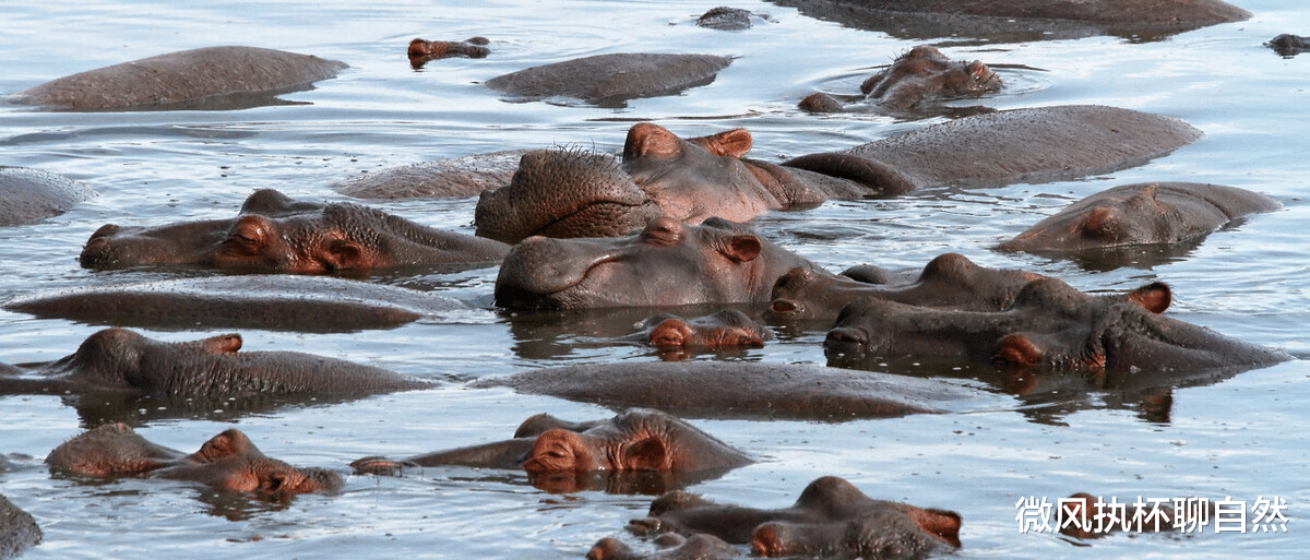 犀牛 全球近一半大型食草动物濒临灭绝，犀牛不容乐观，大象、河马在列
