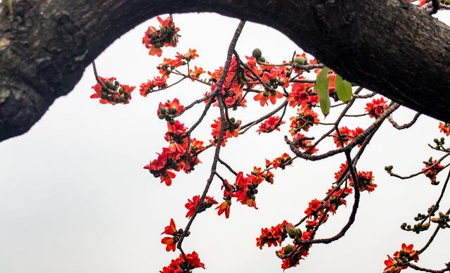 侃旅 春季广州赏花游，这几个地方是不错的选择，你更喜欢哪个？
